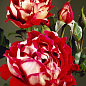 Троянда в контейнері флорибунда "Mystique Ruffles" (саджанець класу АА+) купить