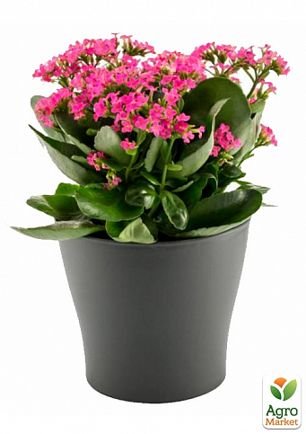 Горшок для цветов Gardenya 4,3 л антрацит (10439) - фото 2