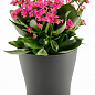 Горщик для квітів GARDENYA 21, 4,3 л антрацит, 20,5х18,5 см Poliwork (10439) купить