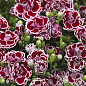 Гвоздика Махровая "Sunflor Red Esta" (контейнер № 10, высота 10 см)