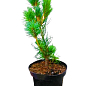 Сосна "Глаука" (Pinus sylvestris "Glauca") C2, высота 30-40см купить