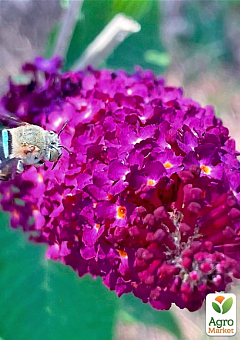 Буддлея Давида "Nanho Purple"1