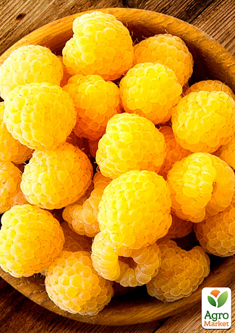 Малина "Ранкова роса" (ремонтантний великоплідний сорт) 1-річний саджанець - фото 2