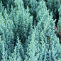 Можжевельник горизонтальный "Блю Форест" (Blue Forest) горшок P9 