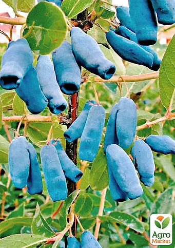 Жимолость 2х-летняя "Спокуса" (средний срок созревания, крупноплодный сорт) С2 - фото 2