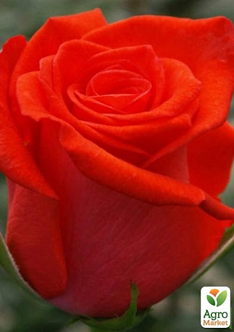 Троянда чайно-гібридна "Корвет" (саджанець класу АА +) вищий сорт