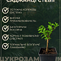 Солодка трава ацтеків «Lippia dulcus» (підсолоджувач, лікарська рослина) цена