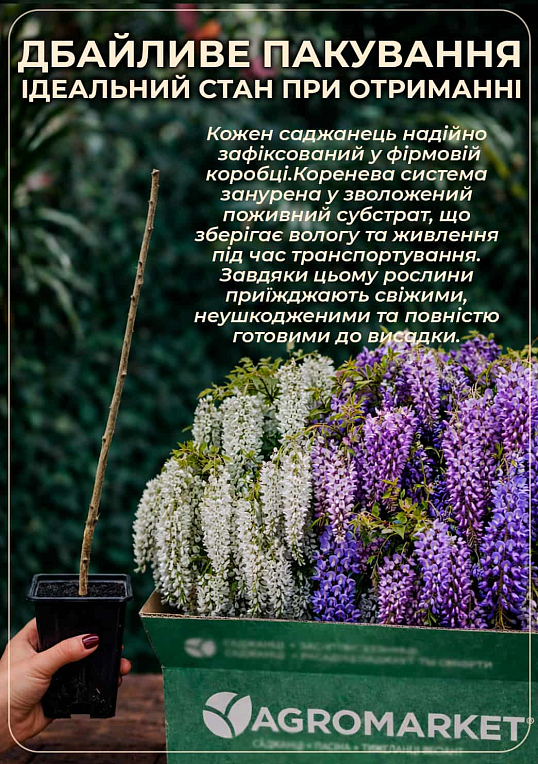 Эксклюзив! Глициния идеально белая "Белый ангел" (White angel) (премиальный очень красивый сорт)