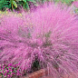 Мюленбергия "Muhlenbergia capillaris" вазон С2 купить