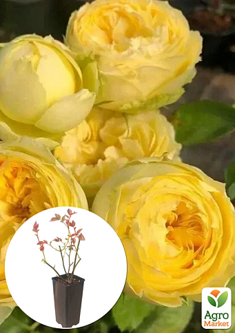 Роза кустовая "Lemon Pompon" в контейнере, высший сорт