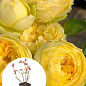 Роза кустовая "Lemon Pompon" в контейнере, высший сорт
