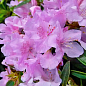LMTD Рододендрон цветущий 2-х летний "Robert Seleger" (высота 20см)