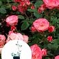 Троянда в контейнері ґрунтопокровна "Patte de Velours" (саджанець класу АА+)