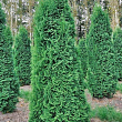 Туя західна "Pyramidalis Compacta" горщик P9