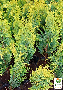 Кипарисовик "Alumi Gold Chamaecyparis" вазон П98