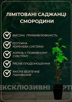 LMTD Йошта (гібрид смородини та аґрусу) "Jostaberry" (сортова, укорінена), висота 50–70 см.16