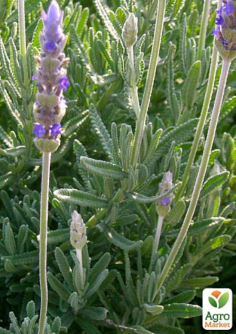 Лаванда зубчаста "Royal Krown" (контейнер № 10, висота 10-15 см)