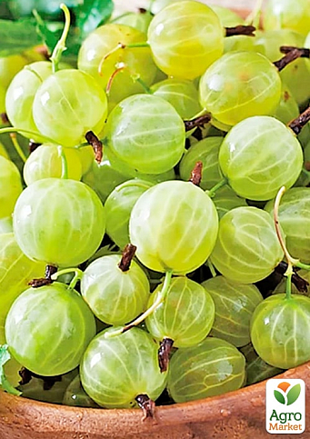 Крыжовник "Василько" (средне-ранний срок созревания) - фото 2