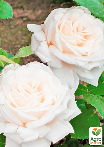 Троянда плетиста "Мадам Альфред Карр'єр" (саджанець класу АА+) вищий сорт - фото 2