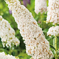 LMTD Буддлея Давида "Royal White" висота 35-50см цена