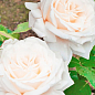 Троянда плетиста "Мадам Альфред Карр'єр" (саджанець класу АА+) вищий сорт купить