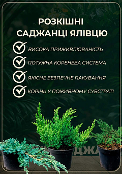 Ялівець  козацький "Tamariscifolia" С2, висота 25-30см20