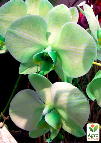 Орхидея (Phalaenopsis) "Cascade Green" - фото 3