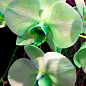 Орхидея (Phalaenopsis) "Cascade Green" цена