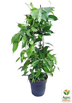 LMTD Фікус Бенджаміна "Danita" (висота 50-70см)16