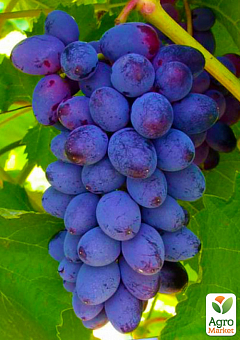 Ексклюзив! Виноград рожево-синій "Аврора" (преміальний сорт, кишмиш, стійкий до захворювань плодів і грон)1