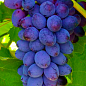Эксклюзив! Виноград розово-синий "Аврора" (премиальный сорт, кишмиш, устойчив к заболеваниям плодов и гроздьев)