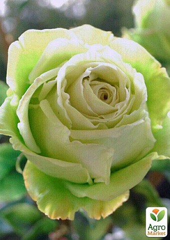 Роза чайно-гибридная "Киви" (саженец класса АА+) высший сорт - фото 4