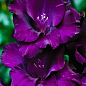 Гладіолус "Purple Flora" 3шт