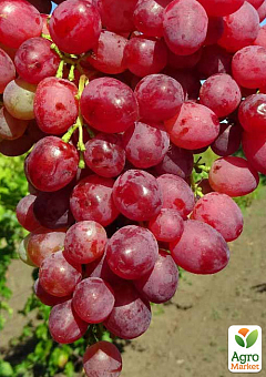 Виноград "Казантип" (кишмиш, ранний срок созревания, грозди очень крупные, весом до 1500 г)2