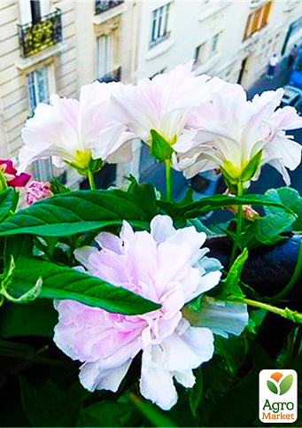 Калістегія махрова кучерява (Calystegia hederacea Flore Pleno) - фото 5