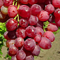 Виноград "Казантип" (кишмиш, ранний срок созревания, грозди очень крупные, весом до 1500 г)