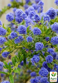 Цеанотус (Ceanothus thyrs. Repens) вазон С36