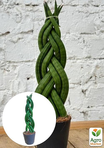 LMTD Сансевиерия КОСА "Сylindrica" высота растения 25-35см
