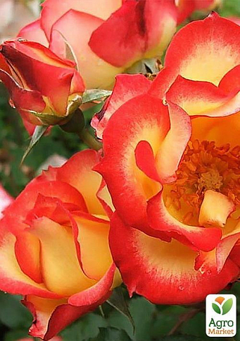 Роза парковая "Павлинный глаз" (саженец класса АА+) высший сорт - фото 3