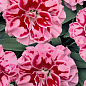 Гвоздика Махровая Oscar "Pink Heart" 