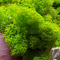 Стабилизированный мох Ягель "Лайм" 150г купить