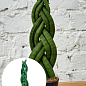 LMTD Сансевиерия КОСА "Сylindrica" высота растения 25-35см