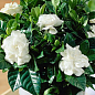 Гардения жасминовидная "Fortune" (Gardenia jasminoides)