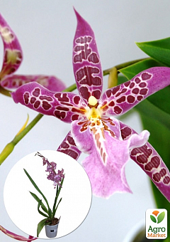 Орхідея Камбрія "Odontioda Stirbic Purple"2