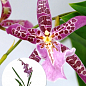 Орхідея Камбрія "Odontioda Stirbic Purple"
