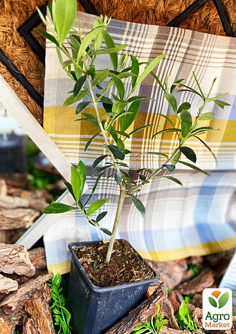 Оливковое Дерево "Olea Europaea" (мини штамб) высота 35-45см - фото 8