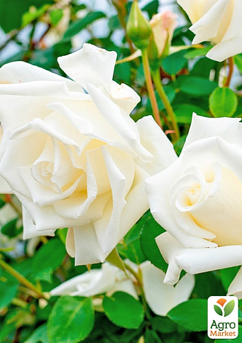 Троянда плетиста "Місіс Герберт Стівенс" (саджанець класу АА+) вищий сорт - фото 3