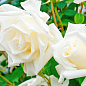 Роза плетистая "Миссис Герберт Стивенс" (саженец класса АА+) высший сорт цена