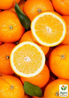 Апельсин "Гамлін"1