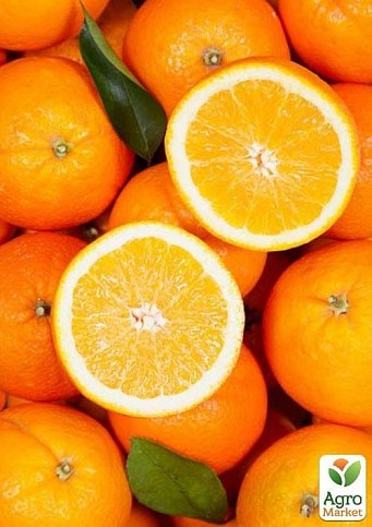 Апельсин "Гамлин" 